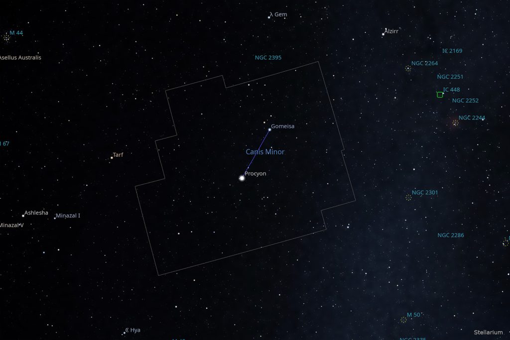 Canis minor